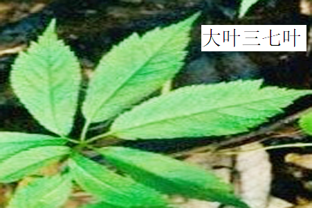 大葉三七