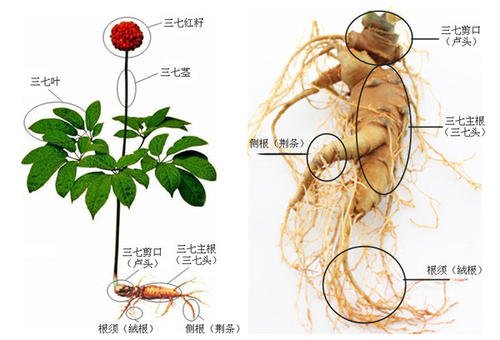 整株三七的三七根位置