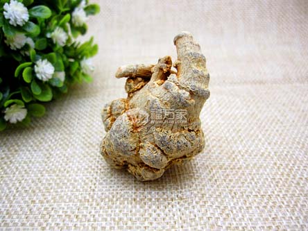 三七年份多長的好